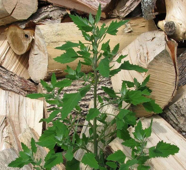 Free photos of Lamb's quarters