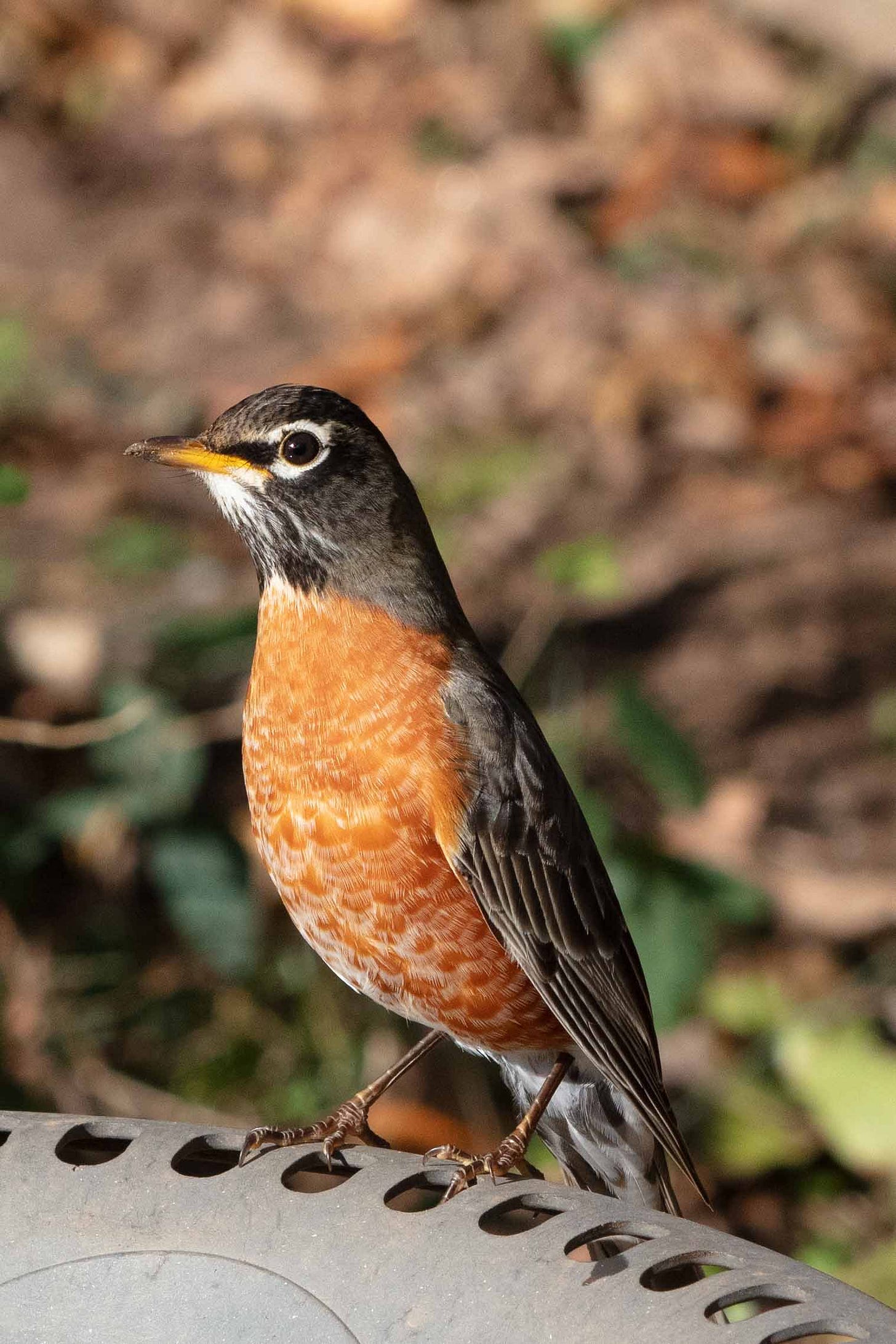 A robin -- a dark grayish bird with a reddish orange breast and belly and white broken eyering -- rests on the edge of a bird bath. Some green leaves are visible in soft focus in the background.
