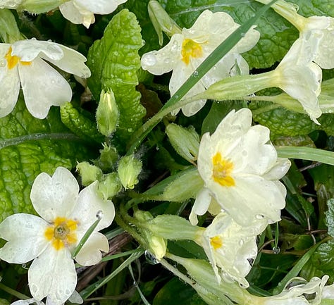 white blossom on tree; yellow flowers nestled in long grass with trees behind; close-up of yellow flowers and green leaves