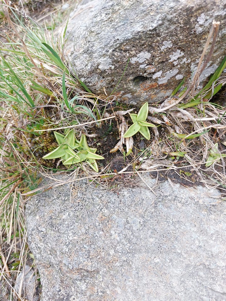 Close up pictures of tiny wildflowers and plants. One single lilac bloom in the grass, three pink blooms, some tiny ice blue blooms and some star shaped green plants