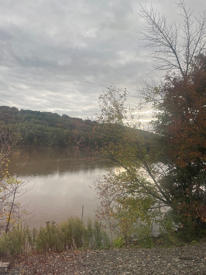 Trees and water outside the train window