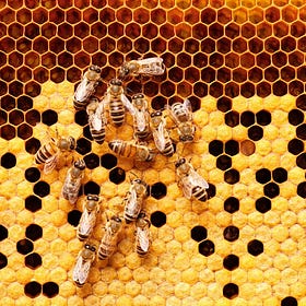 Améliorer les abeilles sans les trahir