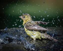 Wet Birds :: Behance