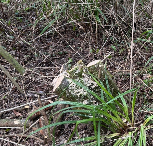 Two images show overgrown shrub abd cut stump