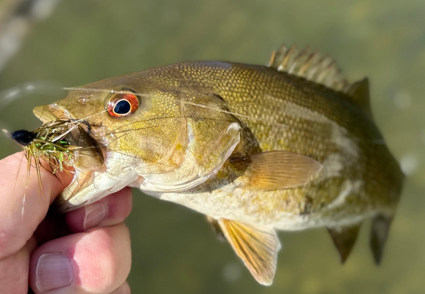 A close-up of a hand holding a smallmouth bass out of the water with a fly visible in its mouth.