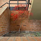 Lifestyle creep, uncreep, and cruise control 