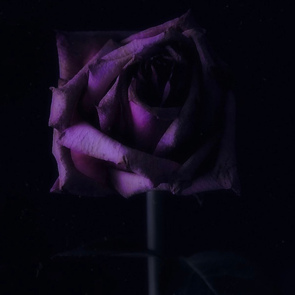 Tales From a Wilted Rose