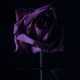 Tales From a Wilted Rose