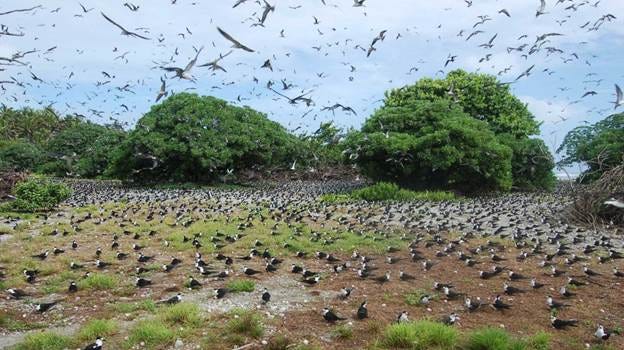 A large flock of birds flying over a field

AI-generated content may be incorrect.