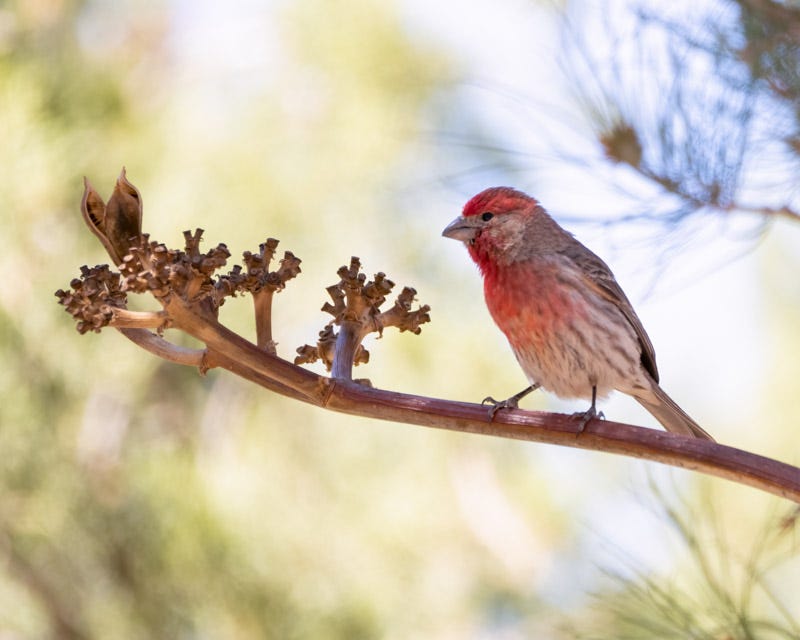 20250430-Chiricahuas-1001-Edit.jpg 20250430-Chiricahuas-1001-Edit.jpg