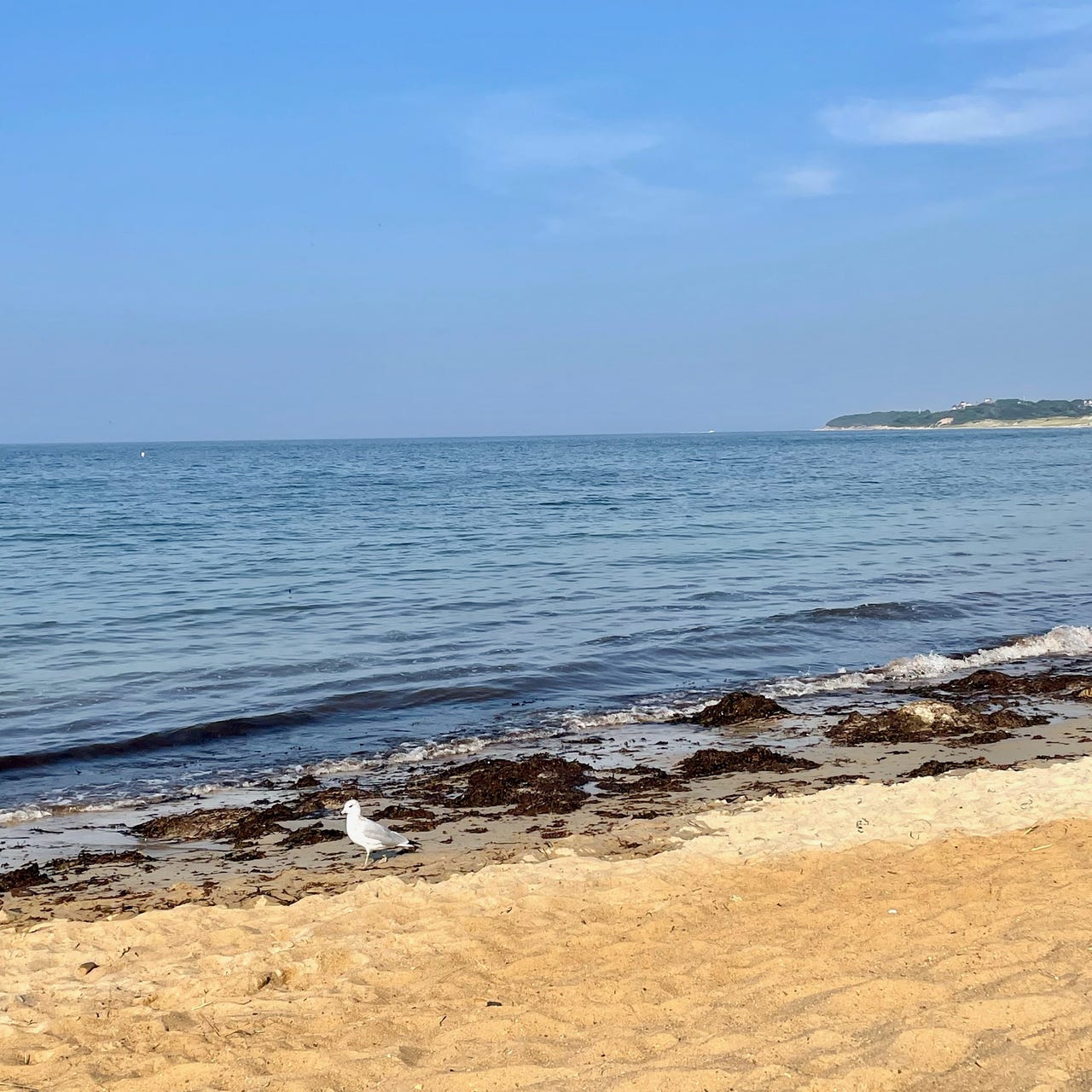 Messages from the Whales