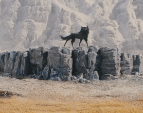 This may contain: a black and white photo of a dog standing on rocks in front of a mountain