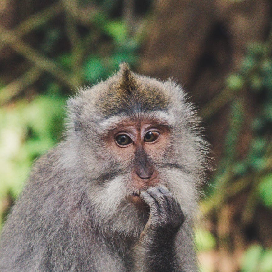 Monkey deep in thought.