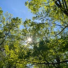 Ask the Herbalist: The effects of nature deficiency & my thoughts on milk alternatives