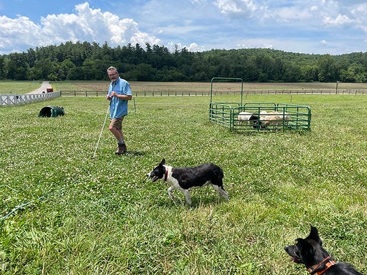Dog herding sheep into a pen at Biltmore Estate