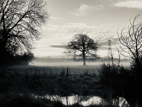 A tree in mist, black and white; a sunrise over the river; a curving river with fence, black and white
