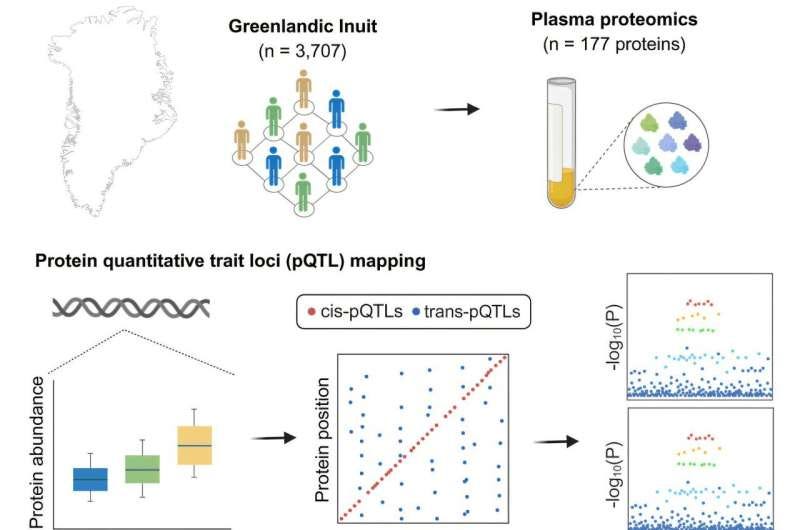 Ancient Arctic adaptations may influence modern disease risk