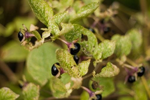A plant with green leaves and shiny black berries.