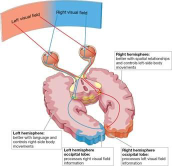 An illustration shows the working of the Brain’s Hemispheres.
