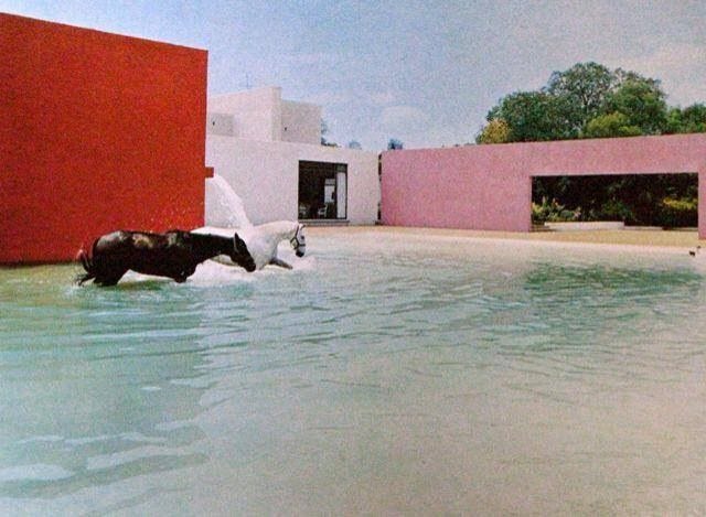 This may contain: a black and white horse standing in the middle of a pool with red walls behind it This may contain: a black and white horse standing in the middle of a pool with red walls behind it