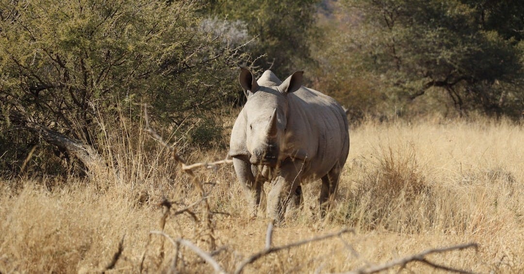 A rhino standing in a dry grass field