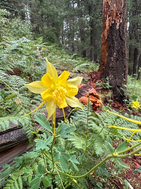 Forest after rain