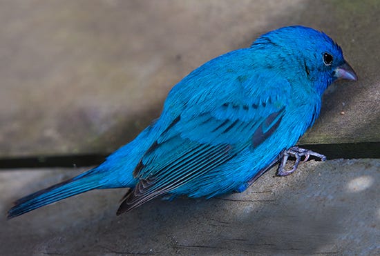 Indigo Bunting photograph by John Hulsey Photograph of an Indigo Bunting