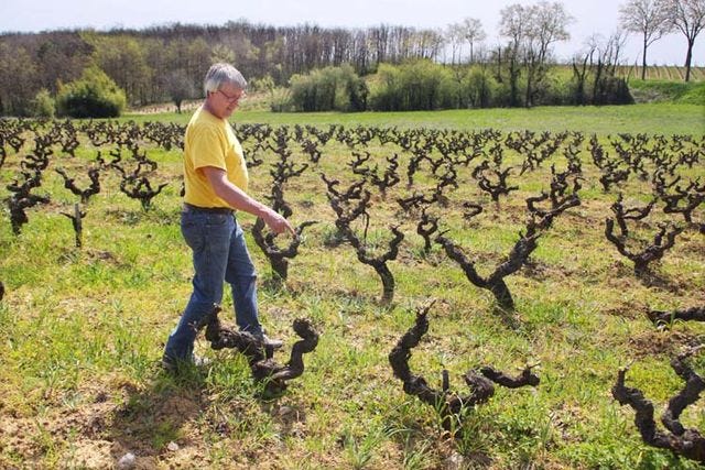 1plageoles_mauzac_green_pink_grey_black_redhead