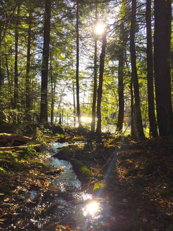 A stream in a forest

Description automatically generated