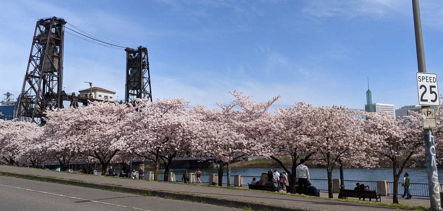 cherry trees in bloom in front of a river and a bridge, with a road and 25 mile an hour speed sign