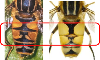 Pic: Left – Footballer (Helophilus pendulus); Right – Marsh Tiger (Helophilus hybridus)