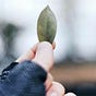 love and a leaf🌿🍃🍂🍁🍀🎋's avatar