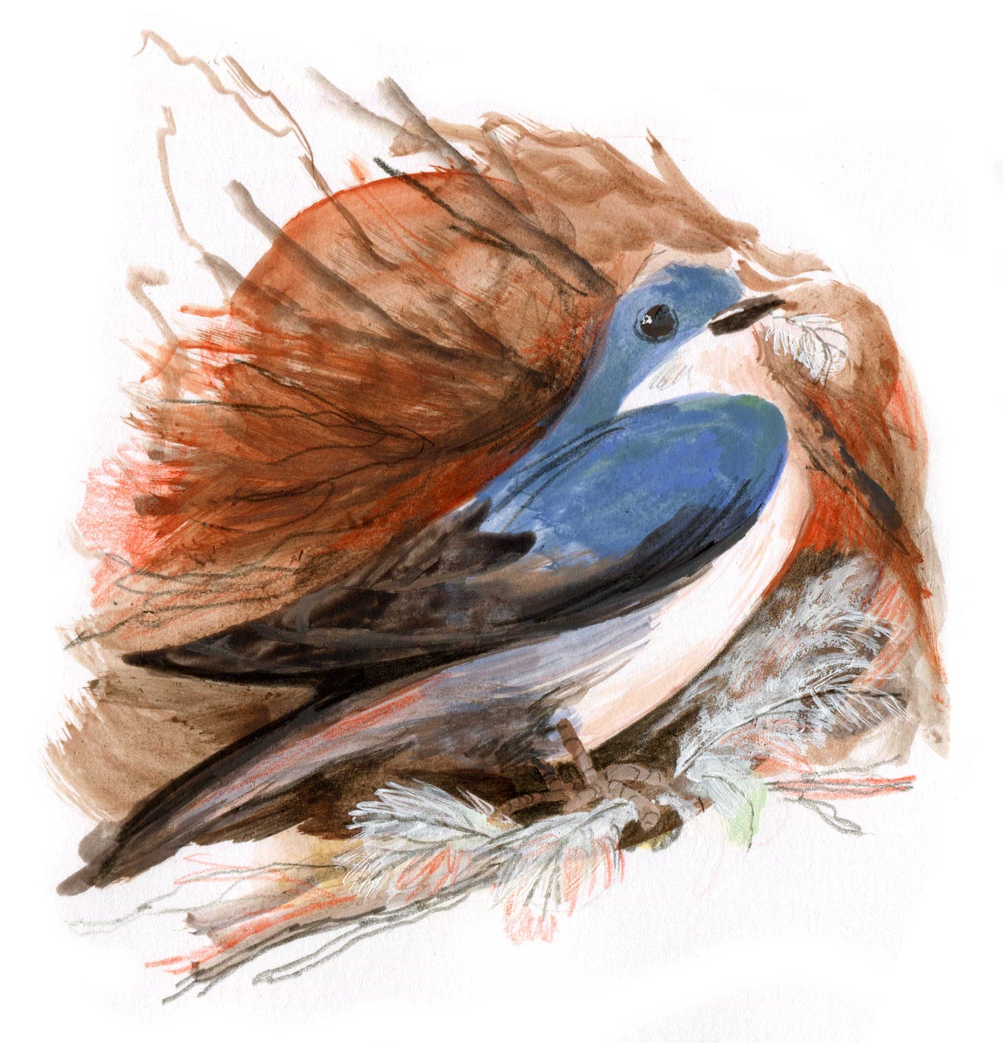 purposeful practice bird challenge illustration kayla stark bird 13