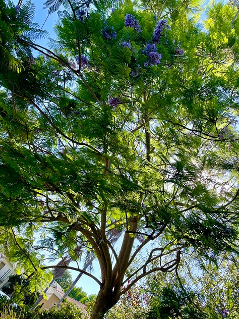Trees and flowers in Southern California