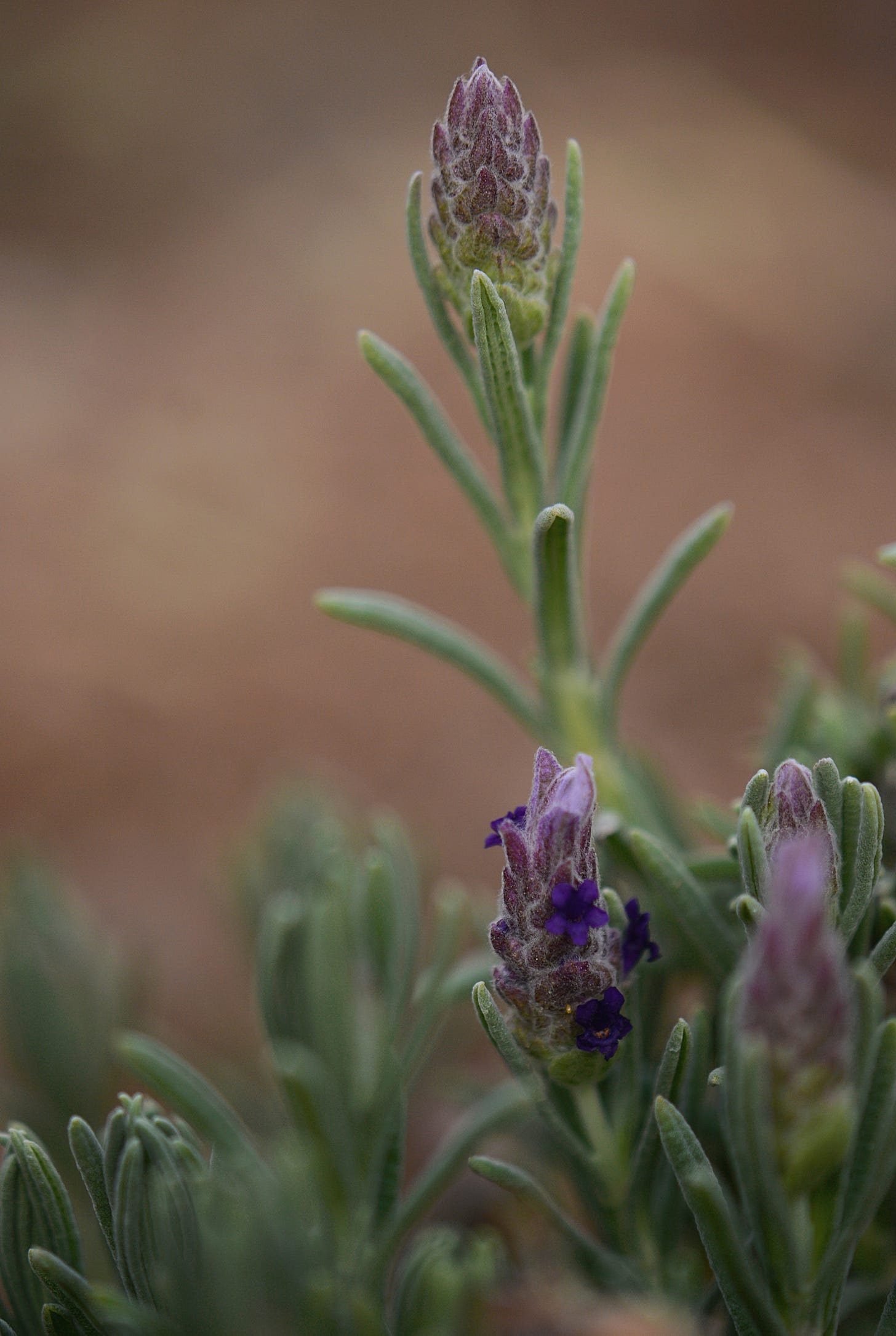 Lavandula stoechas
