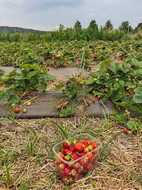 strawberries at the farm