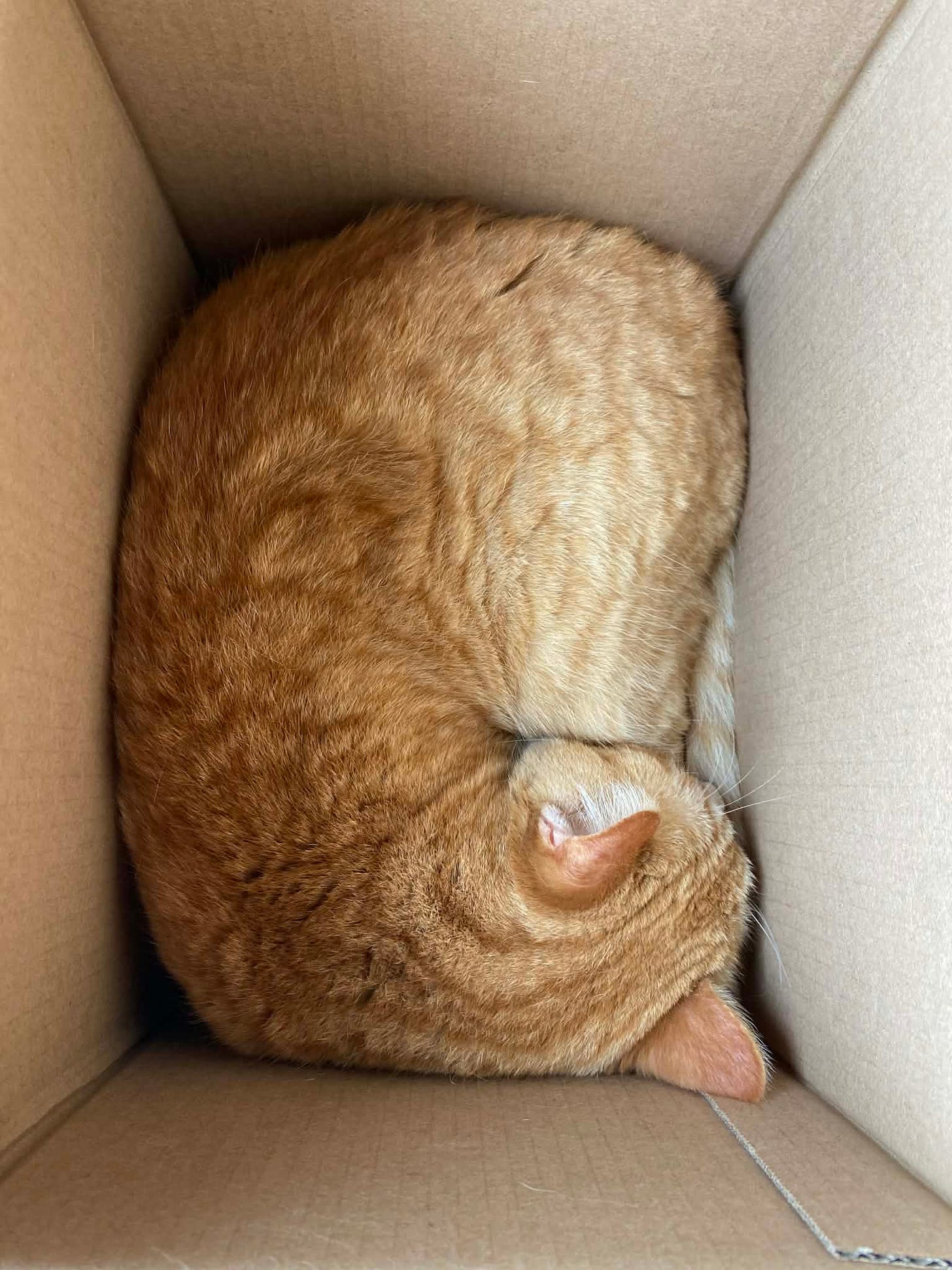 close up photo of a small ginger rescue cat curled up inside a cardboard box