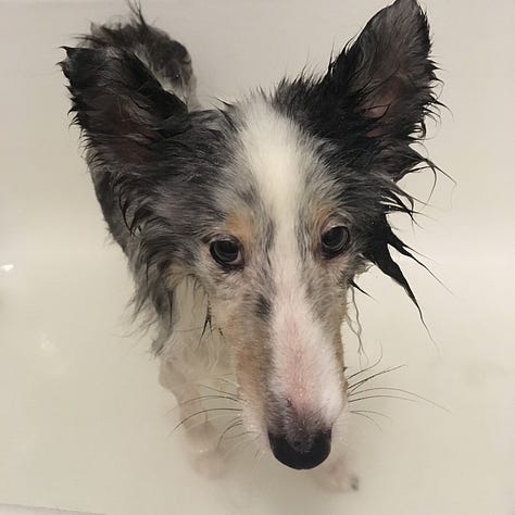 Three separate photos of angry dogs in the bath