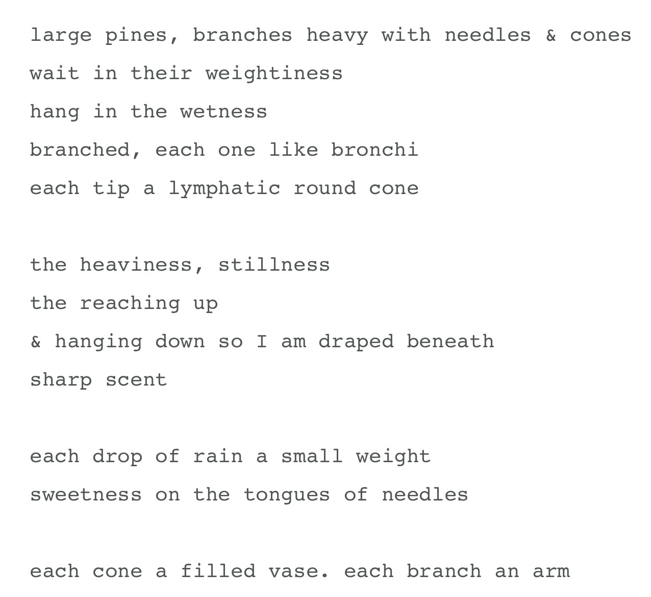 A screenshot of part of Lia’s poem, rain.forest. It reads: large pines, branches heavy with needles & cones. wait in their weightiness. hang in the wetness. branched, each one like bronchi. each tip a lymphatic round cone. the heaviness, stillness. the reaching up. & hanging down so I am draped beneath. sharp scent. each drop of rain a small weight. sweetness on the tongues of needles. each cone a filled vase. each branch an arm.