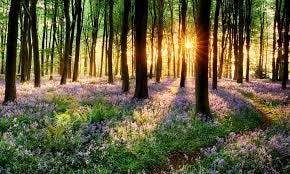 Spring Spring