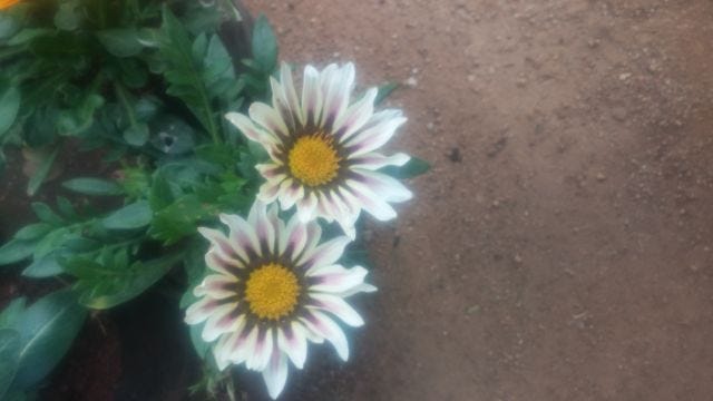 On the left hand corner, there is a bush with leaves and two white flowers with yellow centres. The flowers have a tinge of pink in them. Mud covers the rest of the photo. On the left hand corner, there is a bush with leaves and two white flowers with yellow centres. The flowers have a tinge of pink in them. Mud covers the rest of the photo.