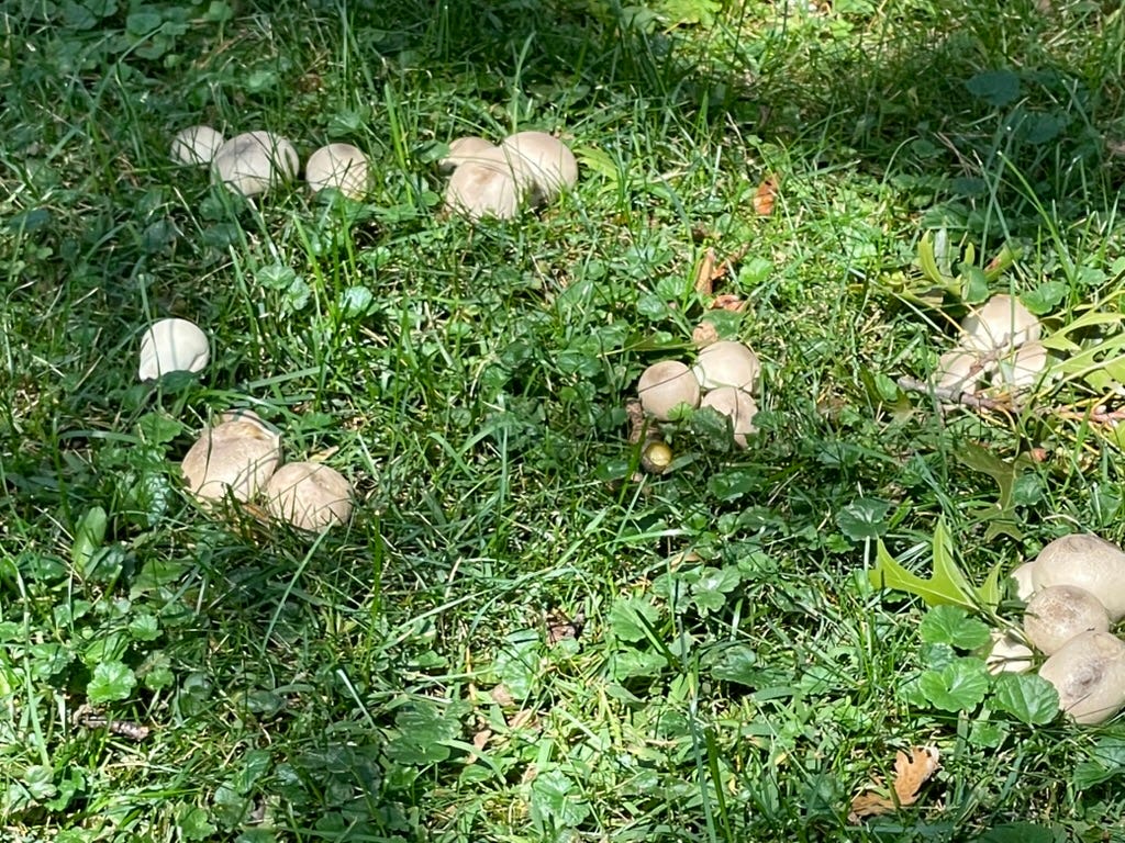 A group of mushrooms in the grass

AI-generated content may be incorrect.
