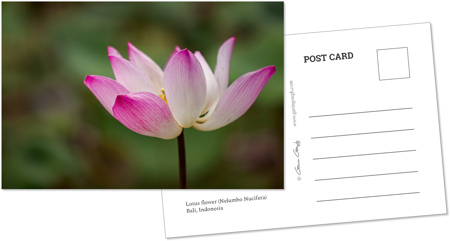 Lotus, Indonesia. Lotus, Indonesia.