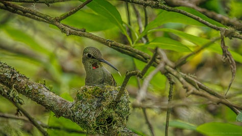 Three Anna's Hummingbird mommas and their nests visited over the past few days.