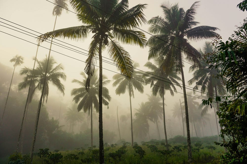 An image of greenery and coconut trees on a foggy morning, or evening. Looks like a countryside in Kerala.