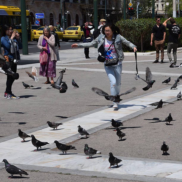 340+ Chasing Pigeons Stock Photos, Pictures & Royalty-Free Images - iStock