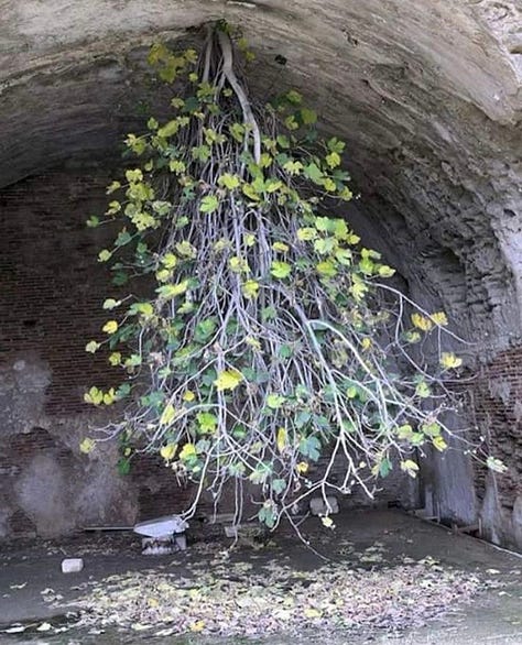 Trees learning to be in their worlds.