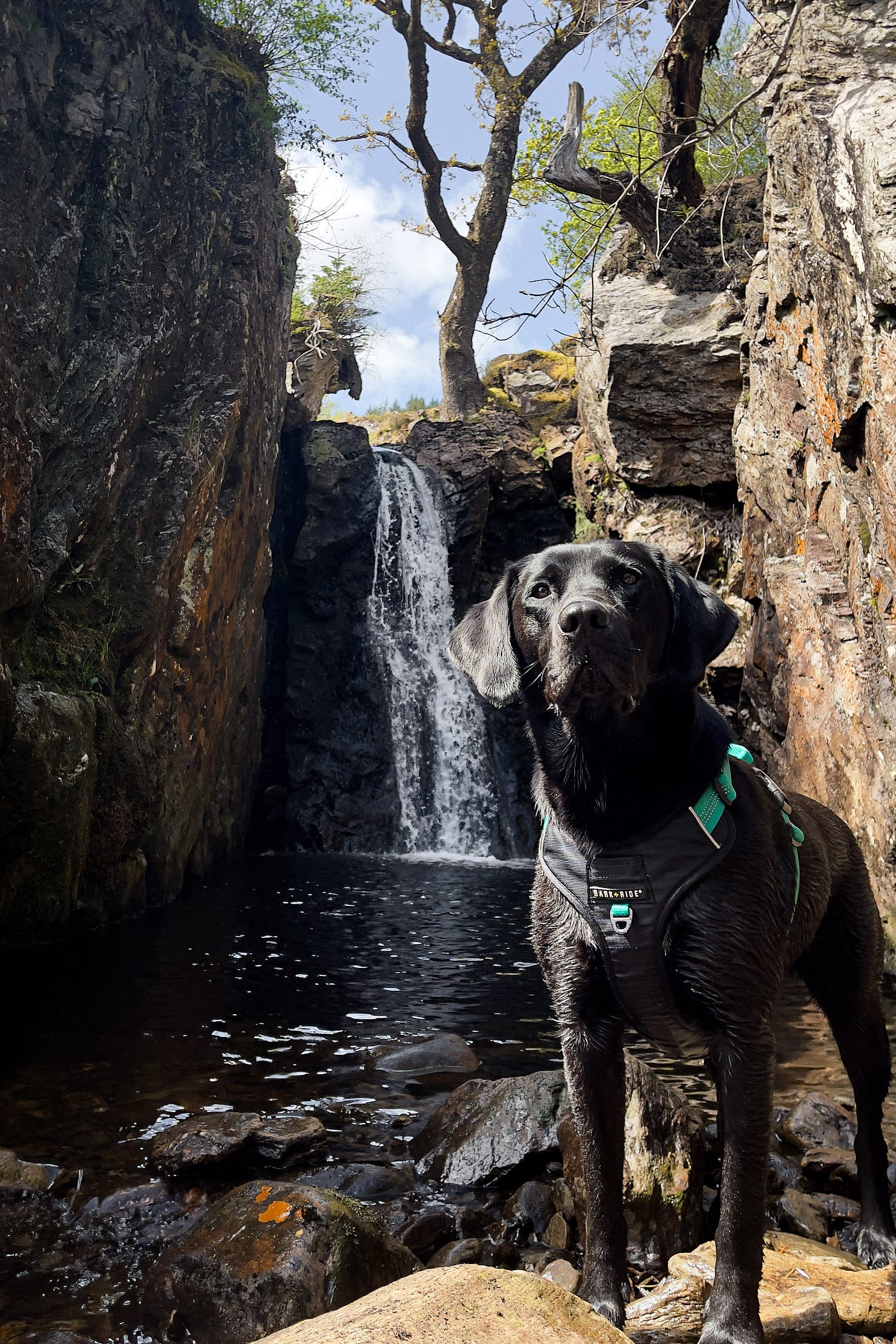 A photo of a natural plunge pool with steep, smooth rock walls shaped by flowing water. Harris, a wet dog, stands in the foreground watching me. Trees arch gently over the pool, and the sky above is clear and blue. The scene feels alive, wild, and inviting.