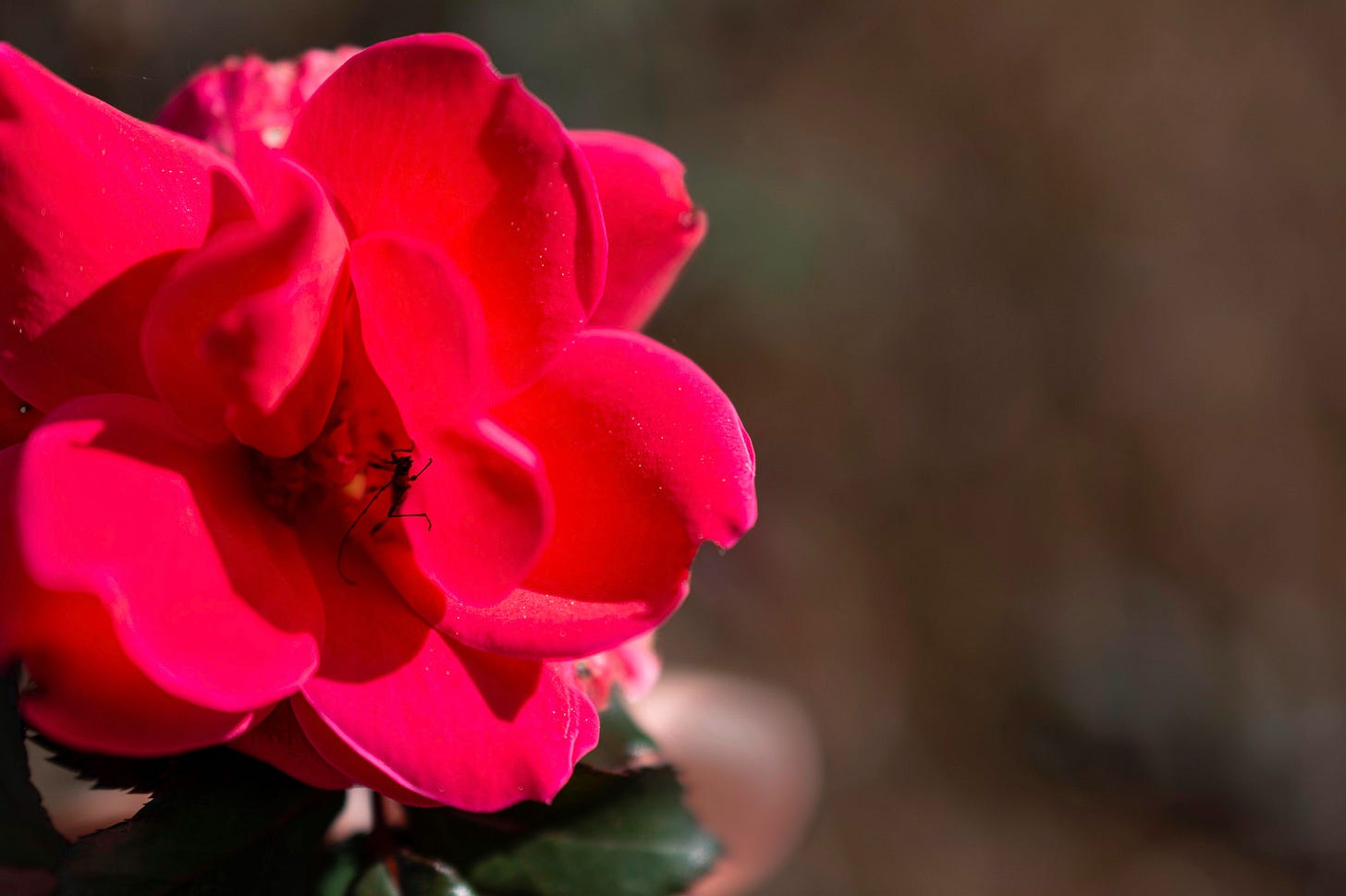 A single red rose with an Assasin Bug hiding in the center with a blurred background