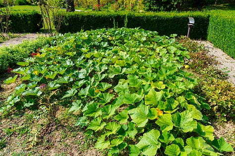 George Blanc herb garden